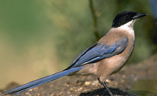 Algunos pájaros traviesos