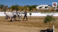 Éxito de la XVI Feria del Caballo, Artesanía y Alimentaría de Torrejoncillo en 2013