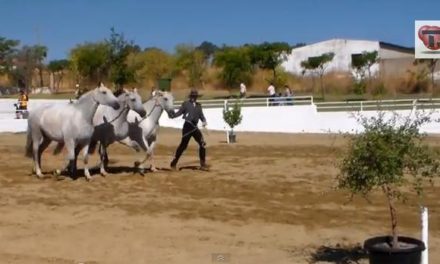 Éxito de la XVI Feria del Caballo, Artesanía y Alimentaría de Torrejoncillo en 2013