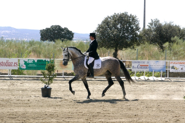 El pleno ordinario de junio tratará la Feria del Caballo y la Artesanía y los Festejos de Valdencín