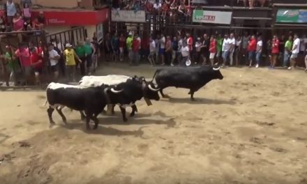 Toros de Torrejoncillo 2018