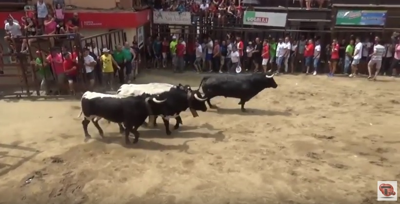 Toros de Torrejoncillo 2018