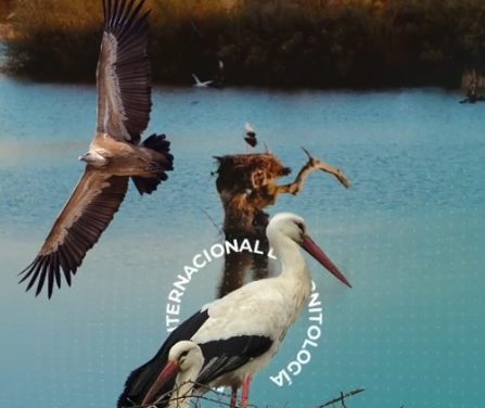 𝗧𝗢𝗥𝗥𝗘𝗝𝗢𝗡𝗖𝗜𝗟𝗟𝗢 𝗘𝗡 𝗙𝗜𝗢