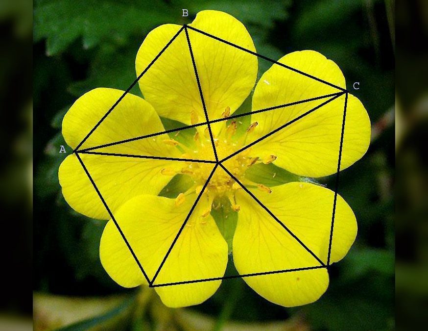 El número de oro (y III)