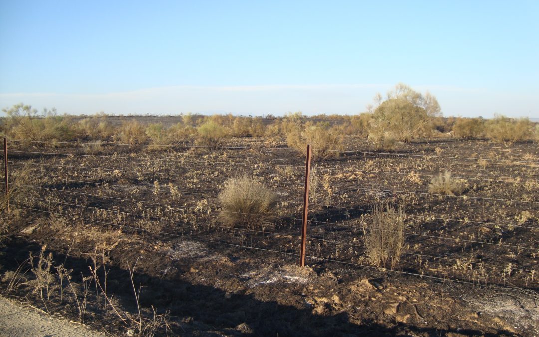 Gran despliegue de medios para sofocar el incendio de esta tarde en Torrejoncillo