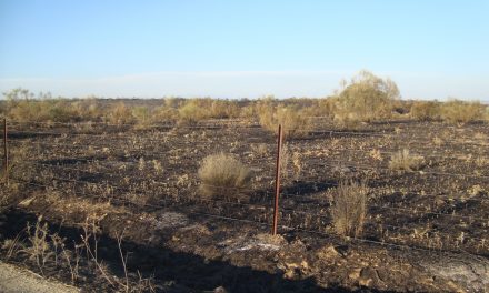 Gran despliegue de medios para sofocar el incendio de esta tarde en Torrejoncillo