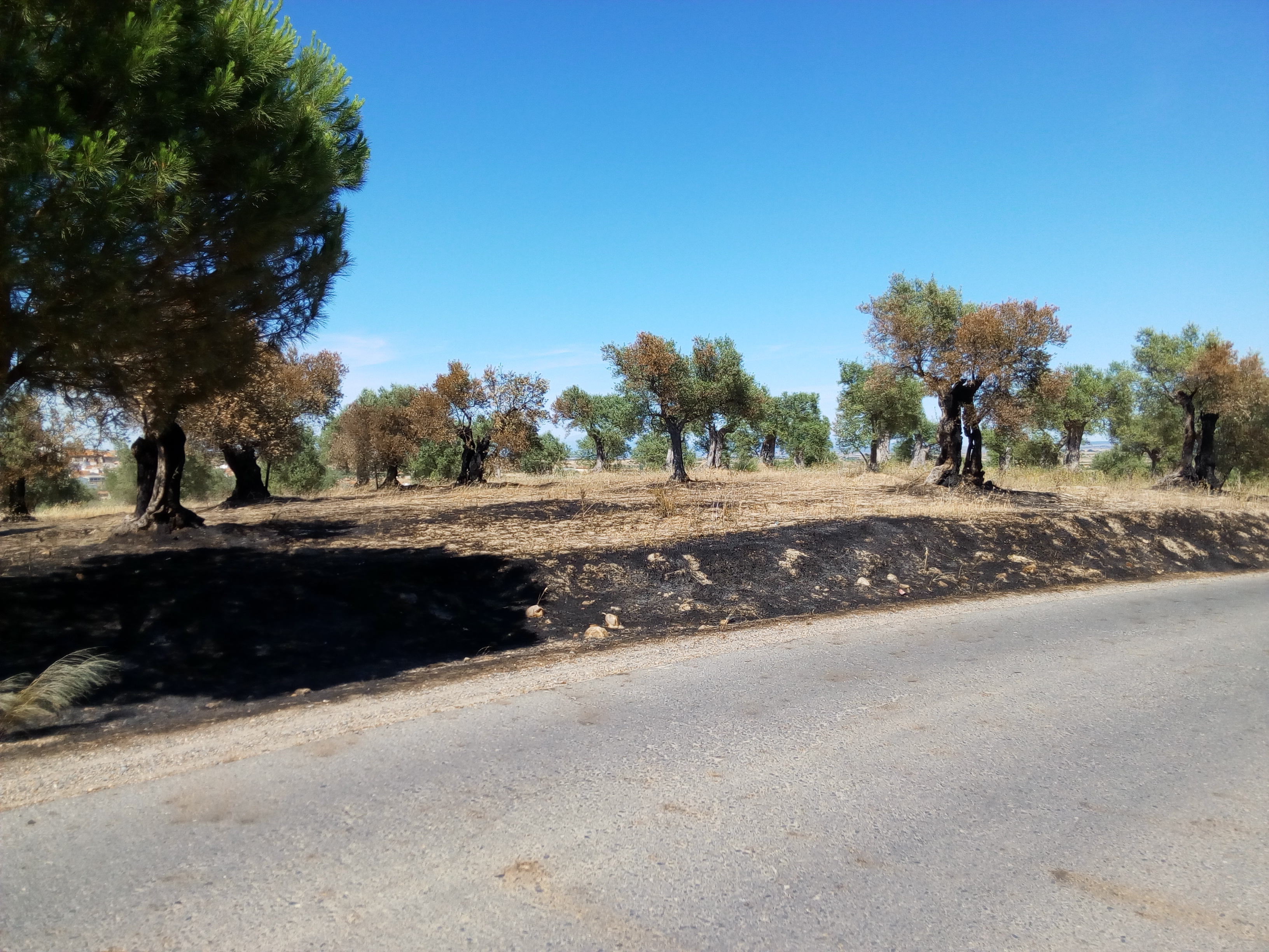 Varios fuegos sin importancia en Torrejoncillo