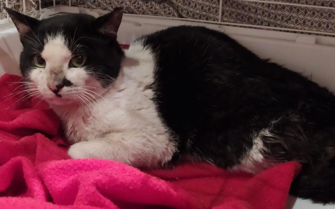 RESPETA A LOS ANIMALES Y DENUNCIA SU MALTRATO