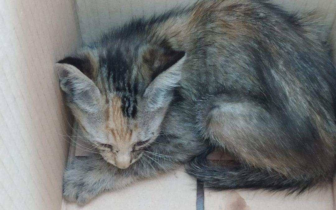 GATITO ACOGIDO EN EL AYUNTAMIENTO