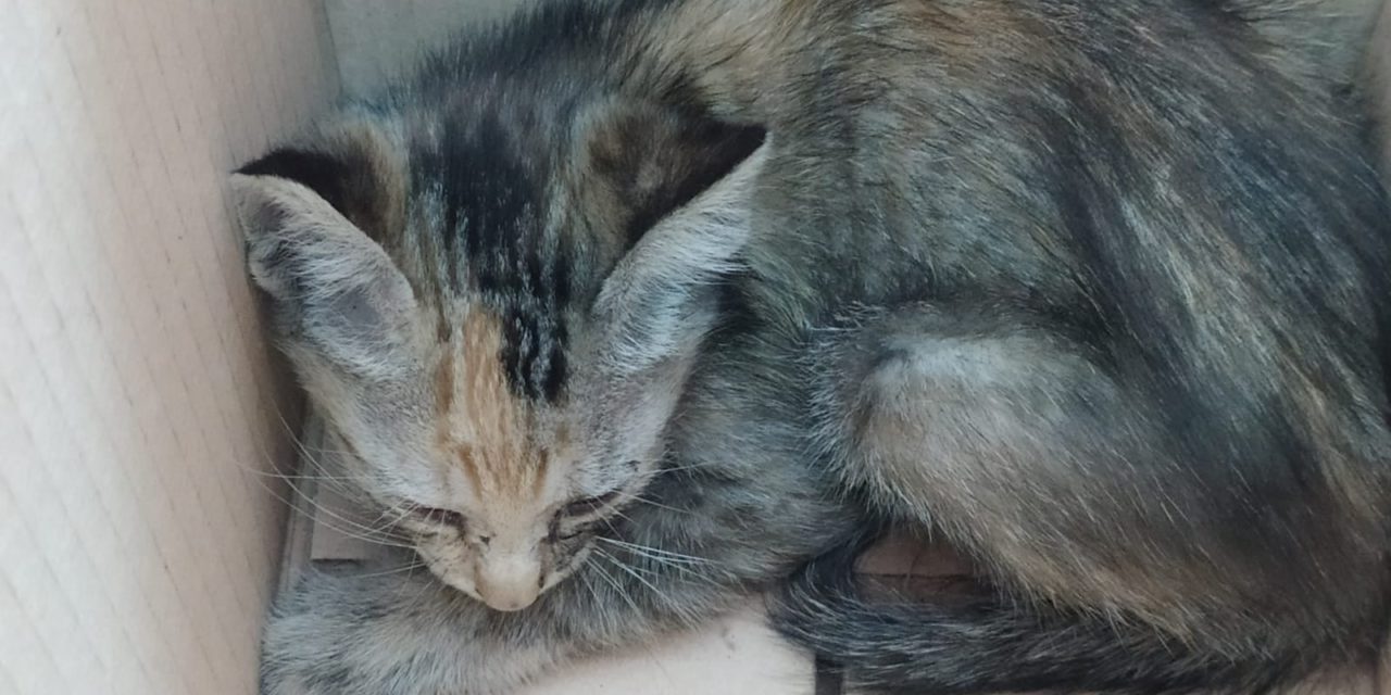 GATITO ACOGIDO EN EL AYUNTAMIENTO