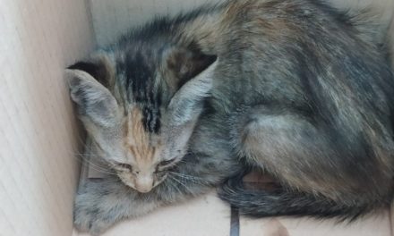 GATITO ACOGIDO EN EL AYUNTAMIENTO