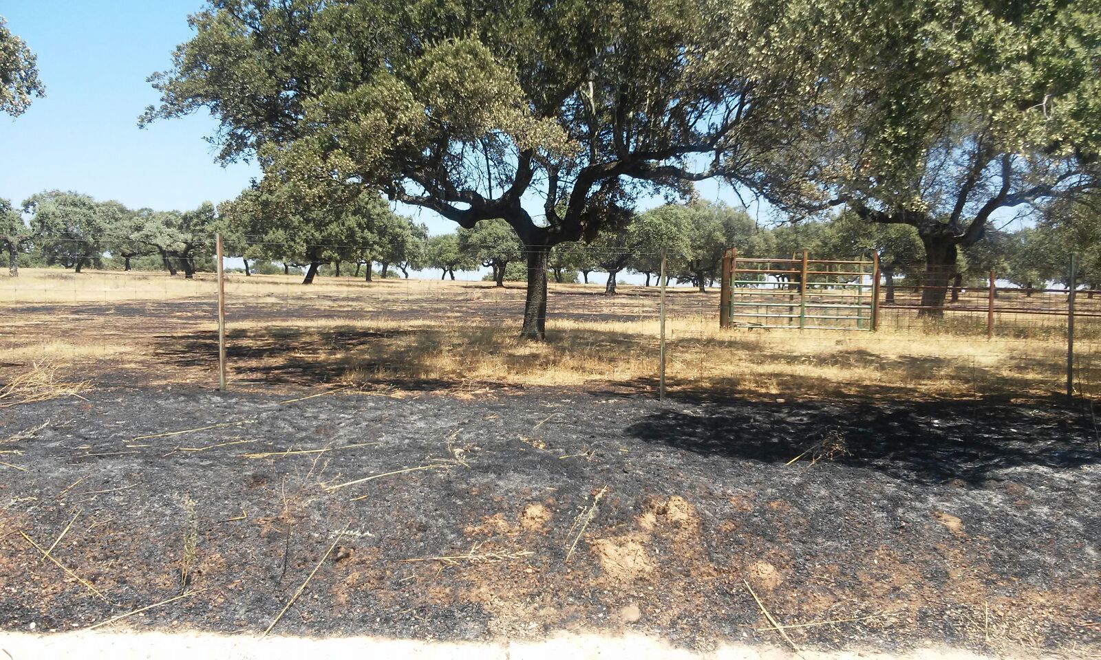 Incendio en los alrededores de Torrejoncillo