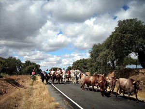 Las Fiestas de Agosto de Torrejoncillo recuperan el encierro de los bueyes a caballo