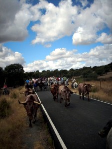 Tras celebrarse en el año 2008, Torrejoncillo volverá a celebrar el encierro de los bueyes a caballo en sus Fiestas de Agosto - ARCHIVO