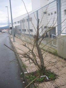 El árbol deforme