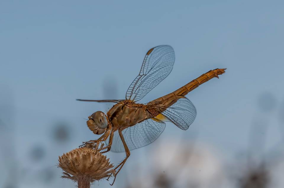 El vuelo de la libélula