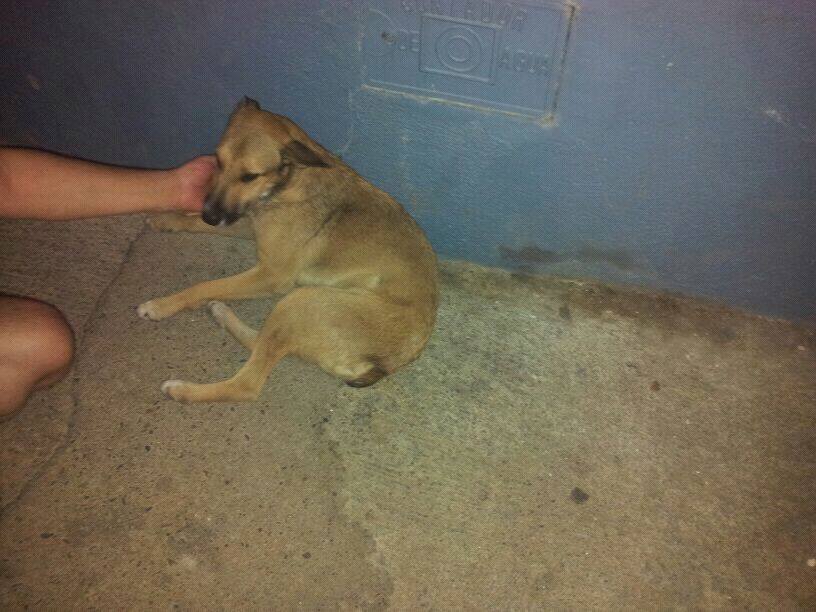 APAM Moraleja recoge una perrita abandonada en Torrejoncillo