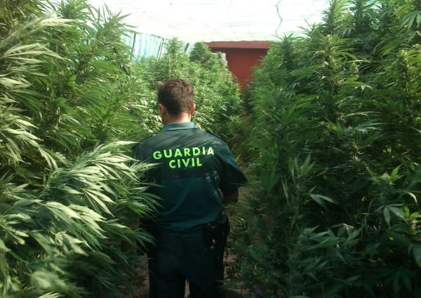 Desmantelan una plantación de marihuana en Torrejoncillo