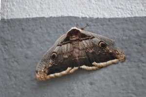 Mariposa TTN