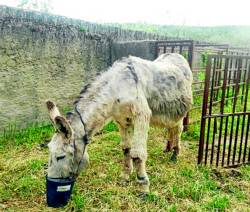 El Ayuntamiento de Portezuelo se hace cargo de una burra abandonada en la carretera de Torrejoncillo