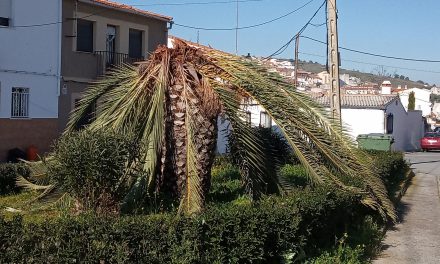 El Picudo Rojo