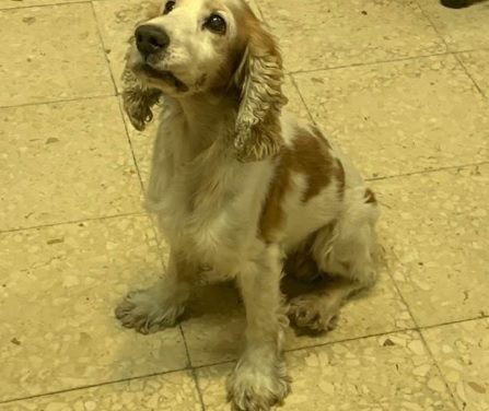 Perro perdido