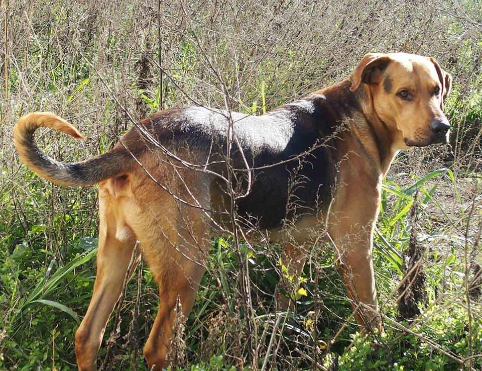 Evitemos el sacrificio de CINCO PERROS en Torrejoncillo