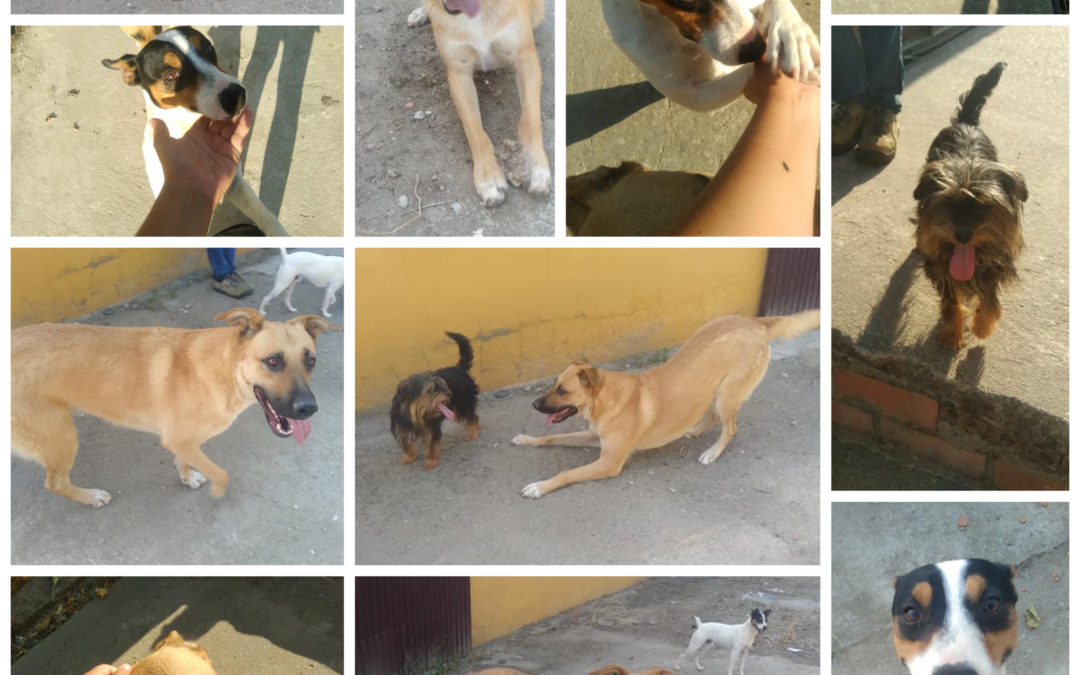 ADOPTA UNO DE LOS PERROS QUE ACOGE EL AYUNTAMIENTO