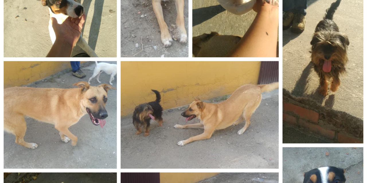 ADOPTA UNO DE LOS PERROS QUE ACOGE EL AYUNTAMIENTO