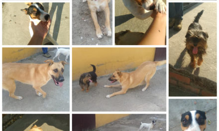 ADOPTA UNO DE LOS PERROS QUE ACOGE EL AYUNTAMIENTO