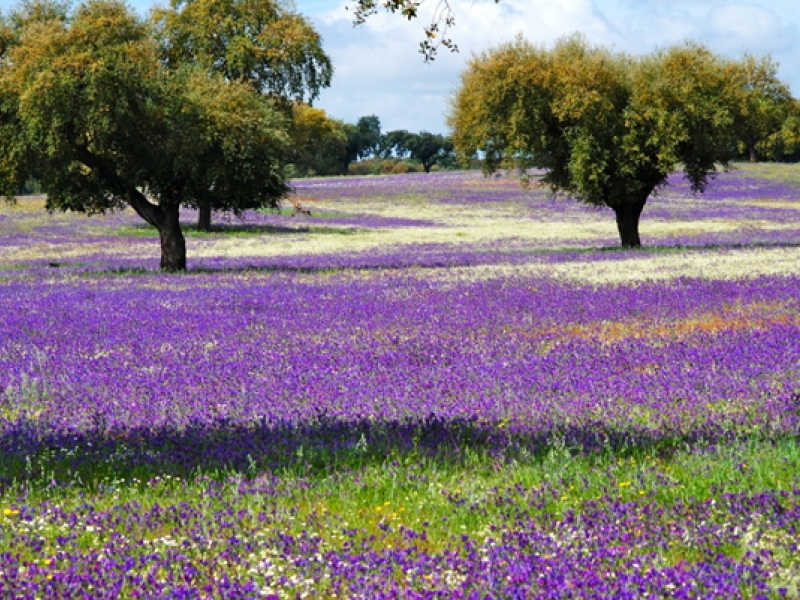 Continúan los fines de semana de Primavera en la Dehesa 2013