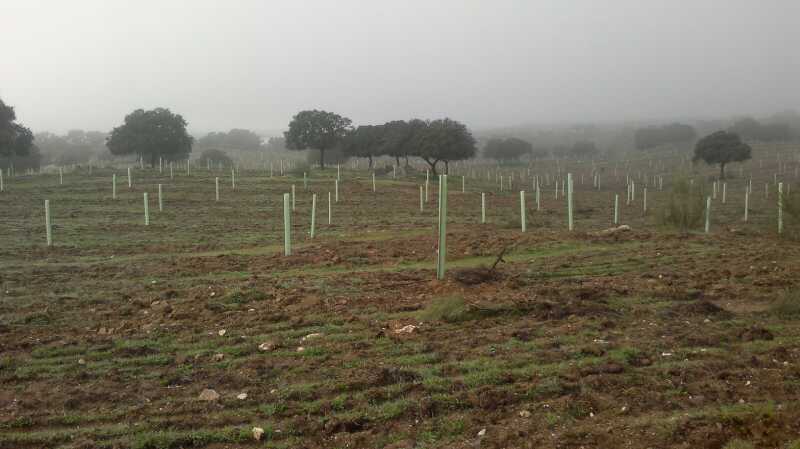 En dos años se reforestará la Dehesa de Torrejoncillo con 25.000 encinas y alcornoques