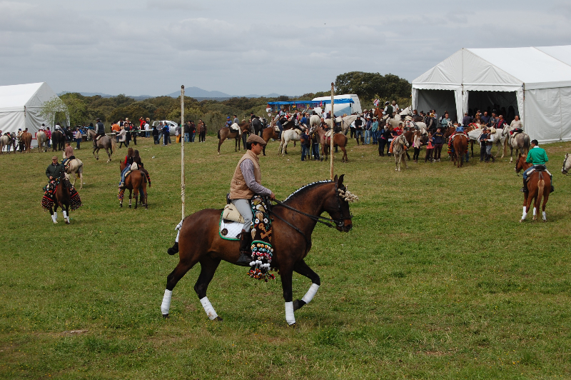 El caballo es protagonista indiscutible en la Romería de San Pedro de Torrejoncillo - JOSÉ PEDRO MARTÍN