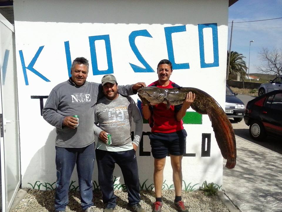 22 Kilos de Siluro el fin de semana pasado por pescadores torrejoncillanos