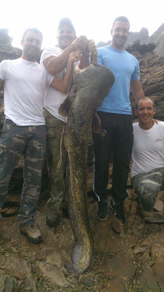 Pescadores torrejoncillanos capturan un siluro impresionante