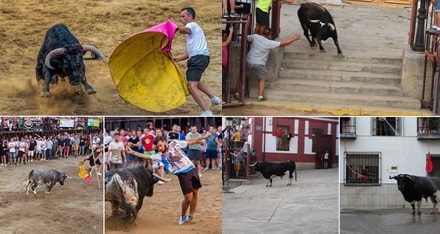 Premios del Concurso Fotográfico «Toros Agosto 2018»