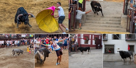 Finalistas Concurso Fotográfico “Toros Agosto 2018”