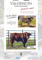 TOROS POR SANTA TERESA EN VALDENCÍN