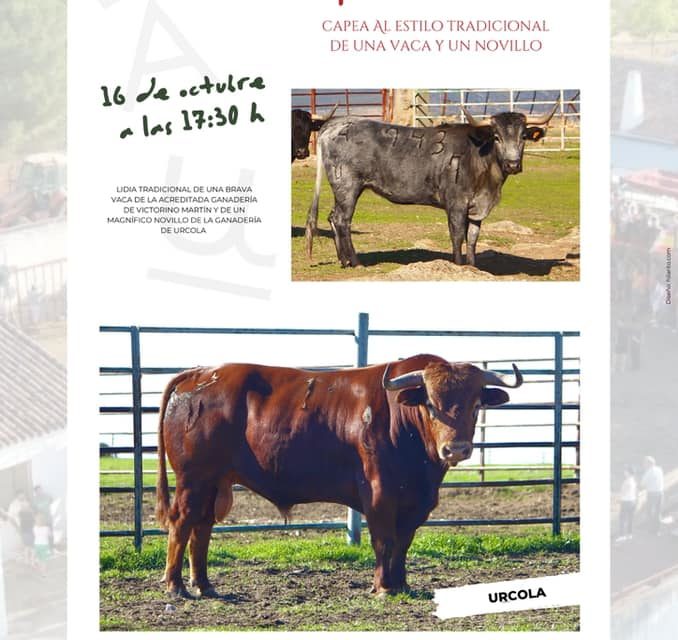 TOROS POR SANTA TERESA EN VALDENCÍN