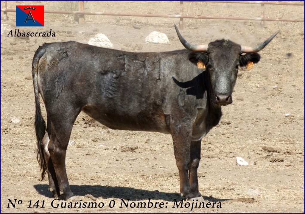 VACA 141 G0  MOJINERA  VICTORINO MARTIN ALBASERRADA