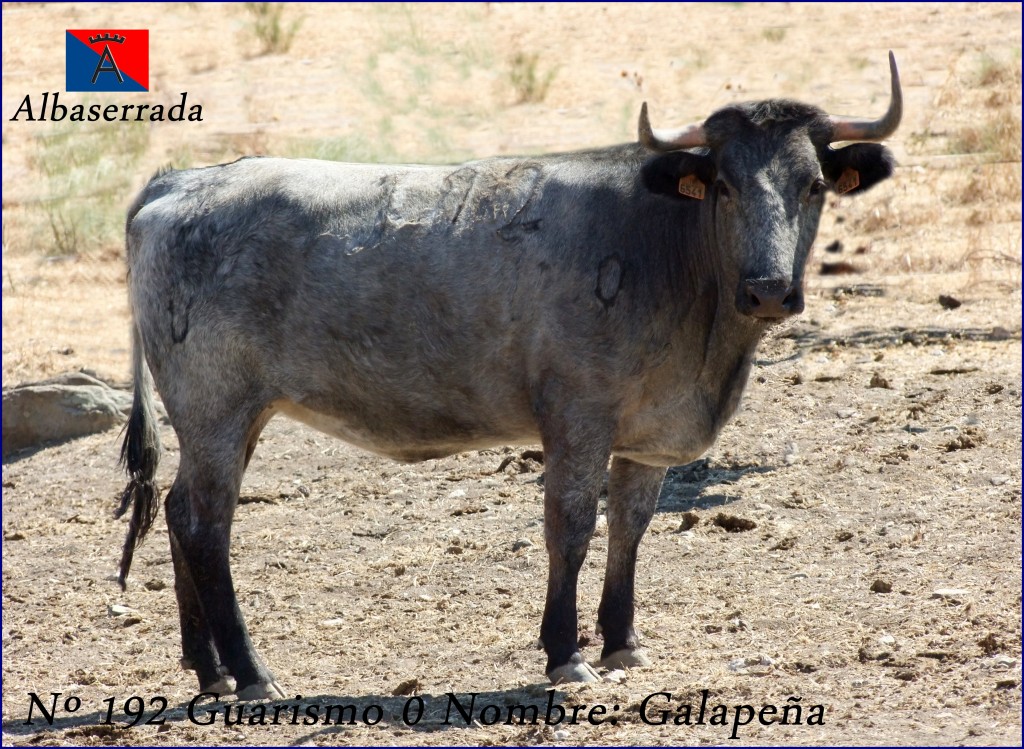 VACA 192 G0 GALAPAGENA  VICTORINO MARTIN ALBASERRADA