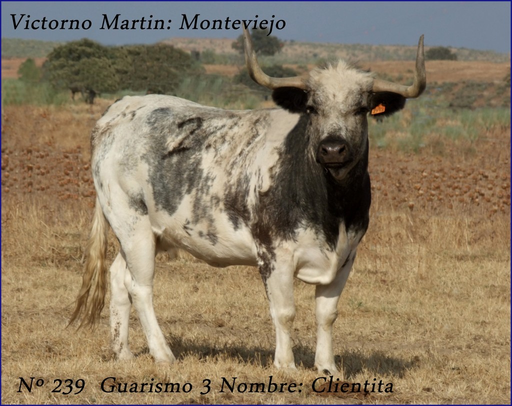 VACA 239 G3 CLIENTITA VICTORINO MARTIN MONTEVIEJO