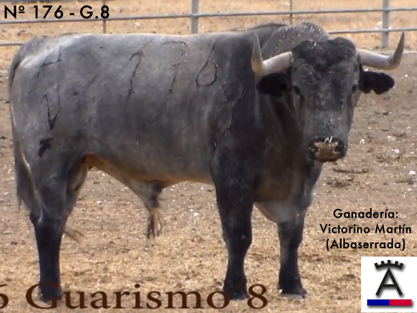 Torrejoncillo reseña varios toros de Victorino Martín para las Fiestas de Agosto y Valdencín