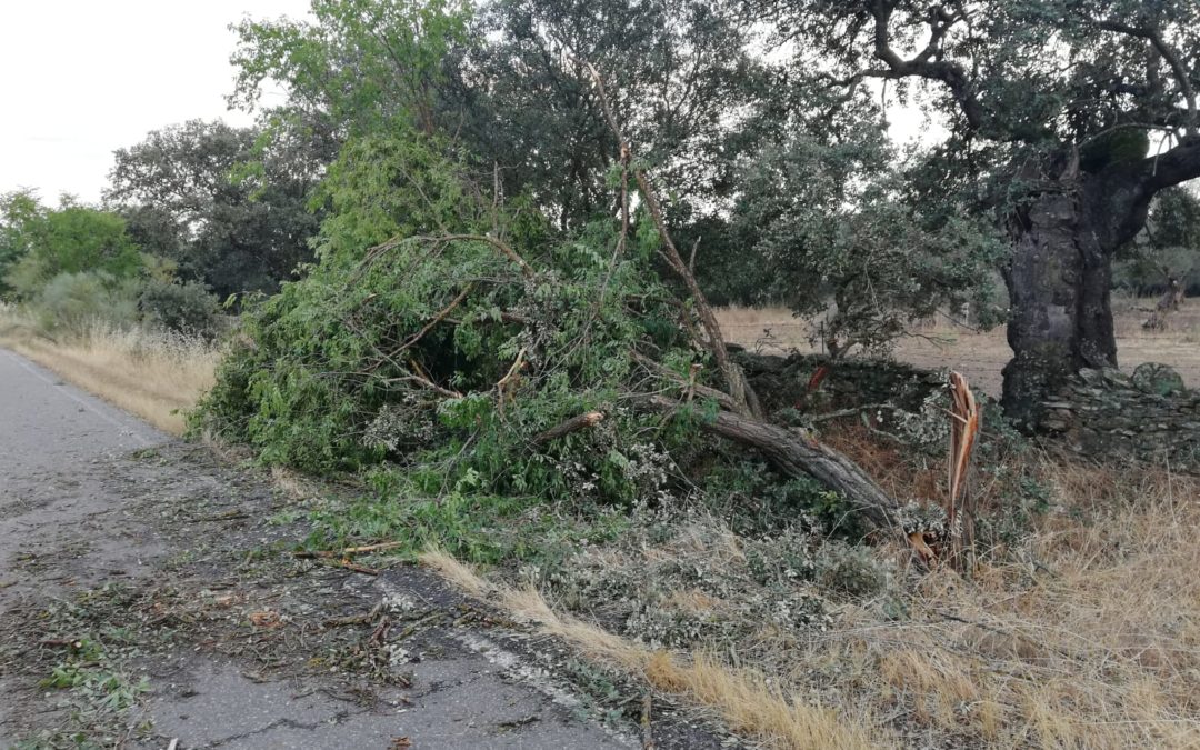 Varios arboles tronchados por el temporal