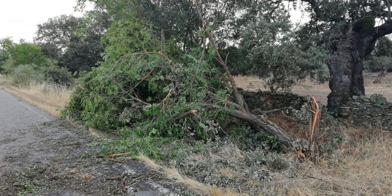 Varios arboles tronchados por el temporal