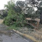 Varios arboles tronchados por el temporal