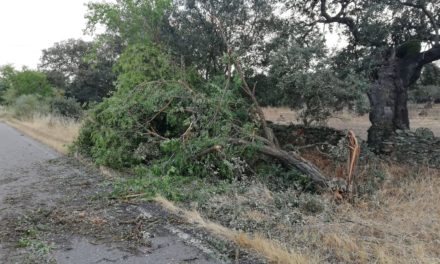 Varios arboles tronchados por el temporal