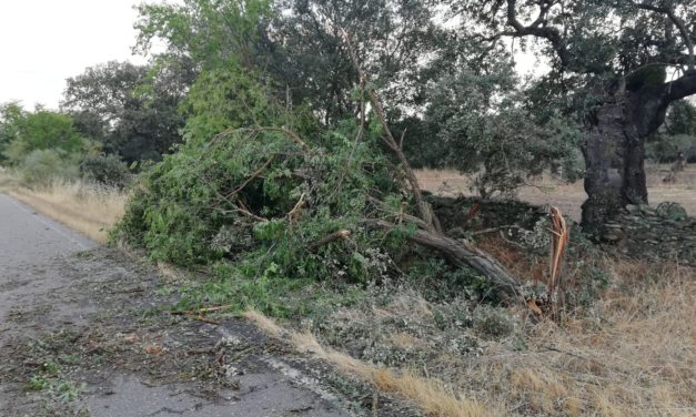 Varios arboles tronchados por el temporal