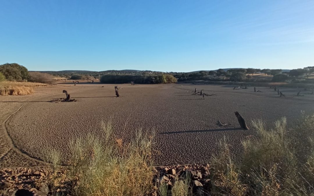 Imagen muy inusual en la Reserva de Aves del Pantano de Portaje