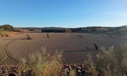 Imagen muy inusual en la Reserva de Aves del Pantano de Portaje